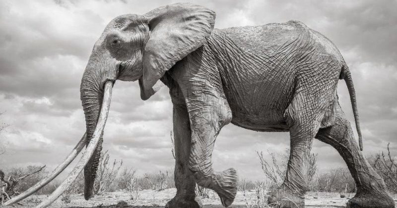 Фотография: В Кении умерла редкая слониха с 