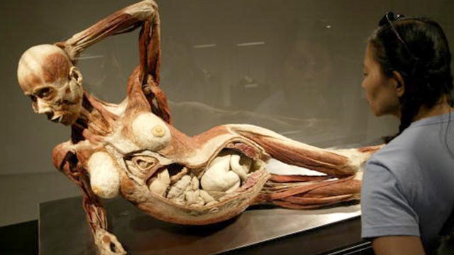 Фотография: Экспонаты анатомической выставки Body Worlds могут скрывать жуткую тайну №2 - BigPicture.ru