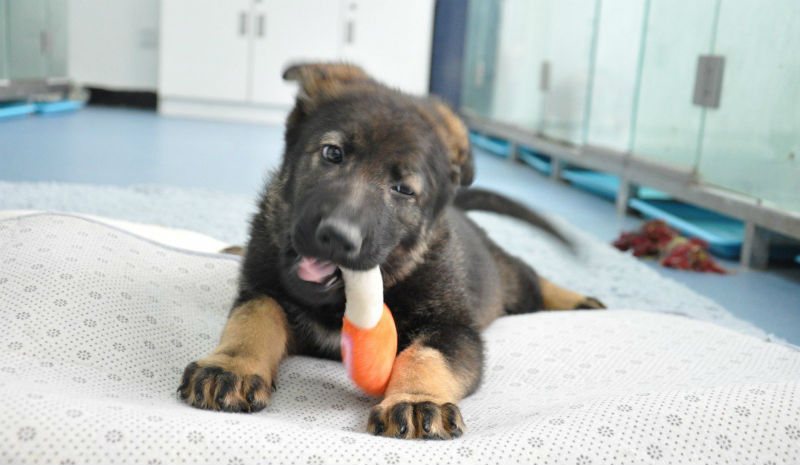 Фотография: В Китае щенок первой клонированной полицейской собаки приступил к обучению №1 - BigPicture.ru
