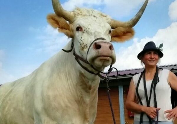 Дрессировщица из Франции воспитала скакового быка
