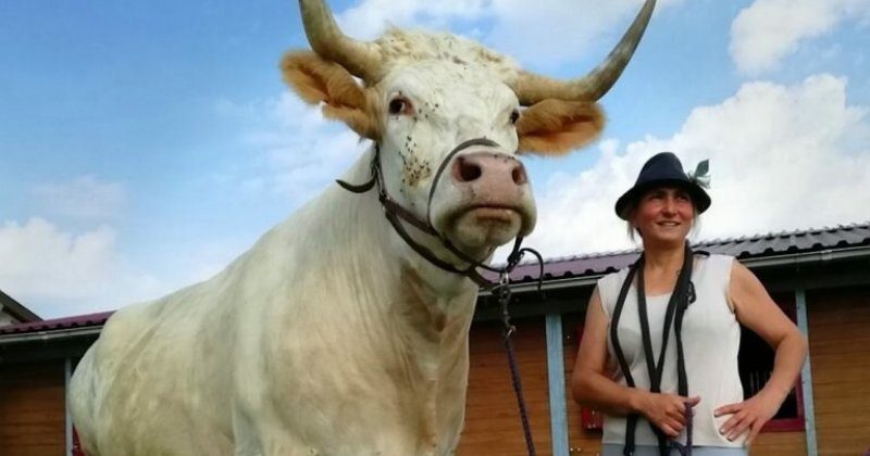 Фотография: Дрессировщица из Франции воспитала скакового быка №1 - BigPicture.ru