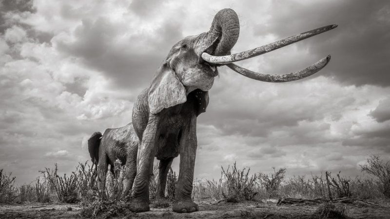 Фотография: В Кении умерла редкая слониха с 