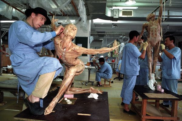 Фотография: Экспонаты анатомической выставки Body Worlds могут скрывать жуткую тайну №9 - BigPicture.ru
