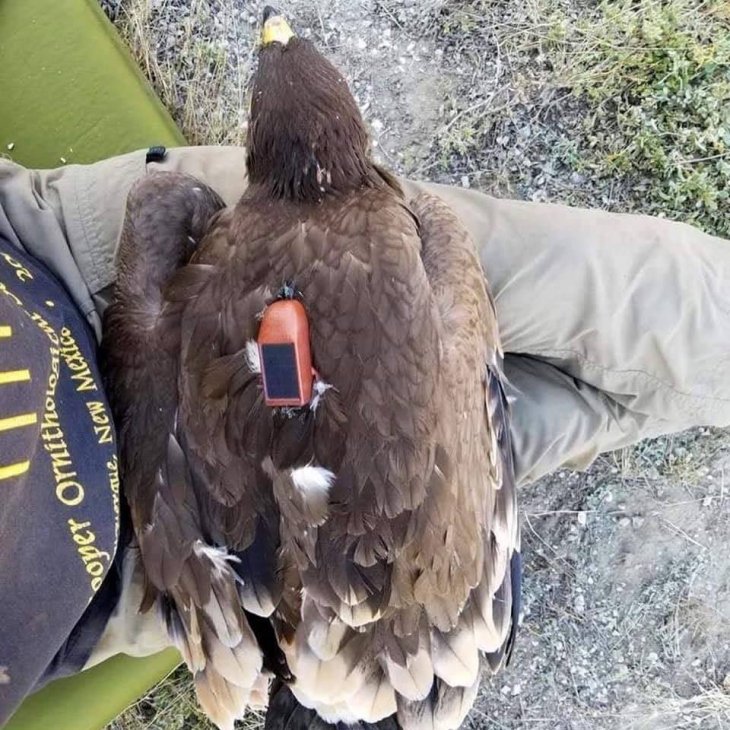Фотография: Полет длиною в жизнь: GPS-трекер рассказал о том, где побывал орел за 20 лет №3 - BigPicture.ru