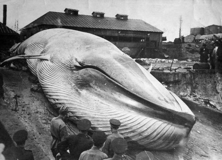 Фотография: Цунами 1952 года: трагедия Северо-Курильска, о которой не принято говорить №7 - BigPicture.ru