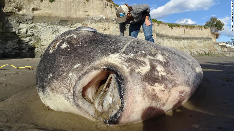 Фотография: Заморская гостья: огромную рыбу, обитающую в Австралии, нашли на калифорнийском пляже №5 - BigPicture.ru
