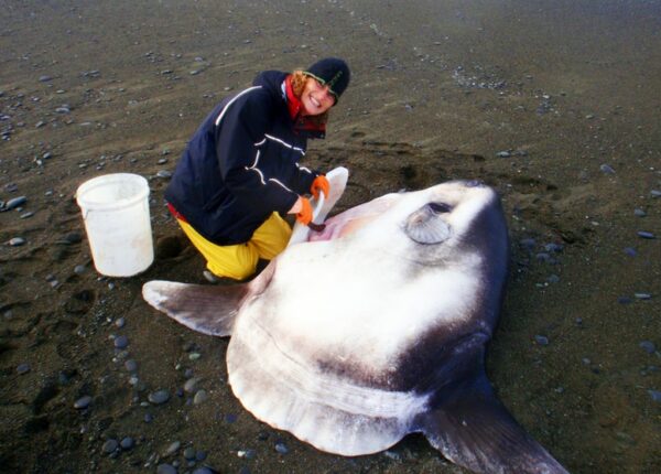 Заморская гостья: огромную рыбу, обитающую в Австралии, нашли на калифорнийском пляже