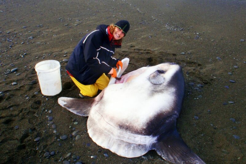 Фотография: Заморская гостья: огромную рыбу, обитающую в Австралии, нашли на калифорнийском пляже №1 - BigPicture.ru