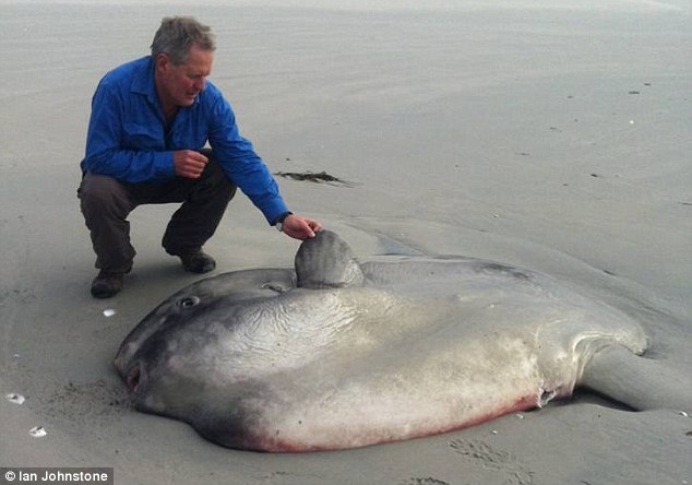 Фотография: Заморская гостья: огромную рыбу, обитающую в Австралии, нашли на калифорнийском пляже №7 - BigPicture.ru