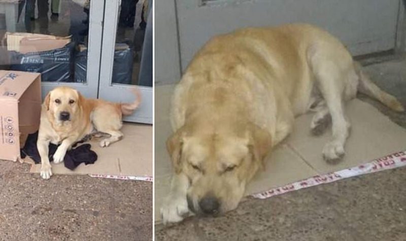 Фотография: История Хатико повторяется: верный пес ждет своего хозяина возле больницы, не зная, что мужчина скончался №1 - BigPicture.ru
