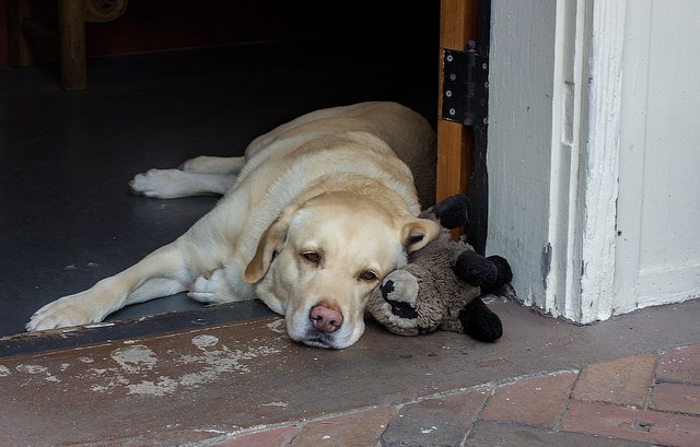Фотография: История Хатико повторяется: верный пес ждет своего хозяина возле больницы, не зная, что мужчина скончался №2 - BigPicture.ru