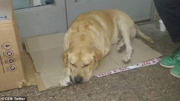 Фотография: История Хатико повторяется: верный пес ждет своего хозяина возле больницы, не зная, что мужчина скончался №4 - BigPicture.ru