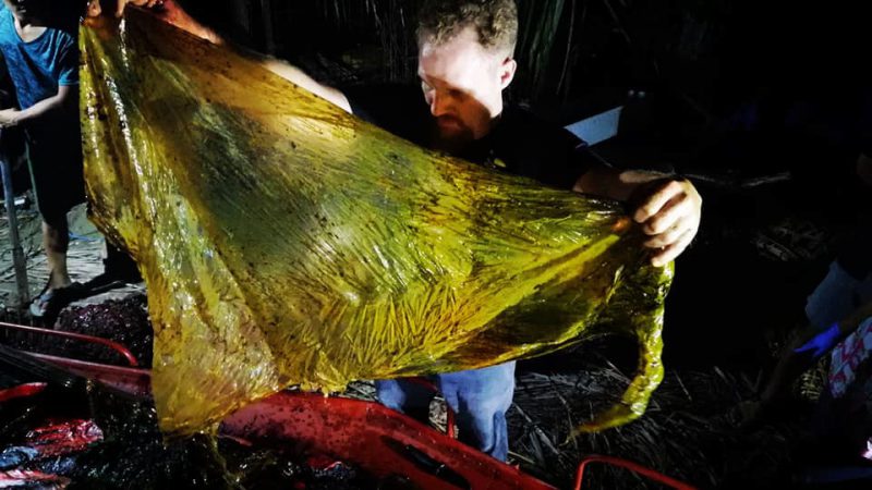 Фотография: Мусор-убийца: на побережье Филиппин нашли мертвого кита, погибшего от 40 кило съеденного пластика №5 - BigPicture.ru