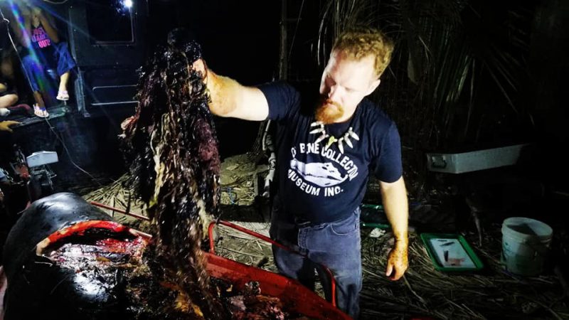 Фотография: Мусор-убийца: на побережье Филиппин нашли мертвого кита, погибшего от 40 кило съеденного пластика №4 - BigPicture.ru
