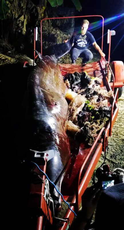 Фотография: Мусор-убийца: на побережье Филиппин нашли мертвого кита, погибшего от 40 кило съеденного пластика №6 - BigPicture.ru