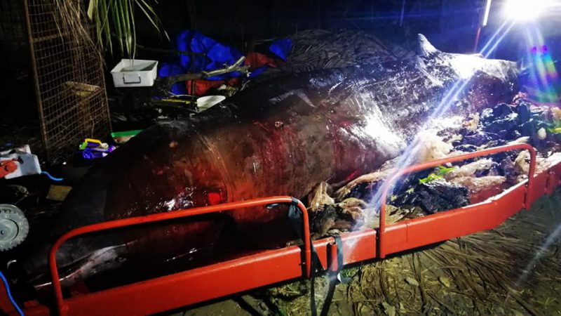 Фотография: Мусор-убийца: на побережье Филиппин нашли мертвого кита, погибшего от 40 кило съеденного пластика №8 - BigPicture.ru