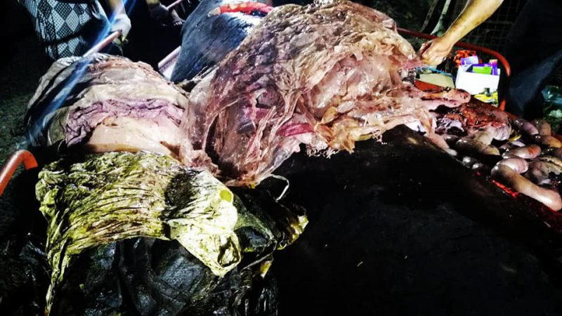 Фотография: Мусор-убийца: на побережье Филиппин нашли мертвого кита, погибшего от 40 кило съеденного пластика №9 - BigPicture.ru