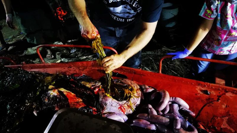 Фотография: Мусор-убийца: на побережье Филиппин нашли мертвого кита, погибшего от 40 кило съеденного пластика №10 - BigPicture.ru