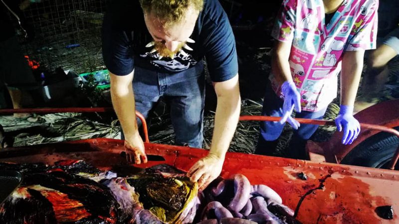 Фотография: Мусор-убийца: на побережье Филиппин нашли мертвого кита, погибшего от 40 кило съеденного пластика №11 - BigPicture.ru