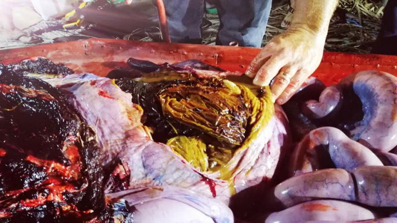 Фотография: Мусор-убийца: на побережье Филиппин нашли мертвого кита, погибшего от 40 кило съеденного пластика №12 - BigPicture.ru