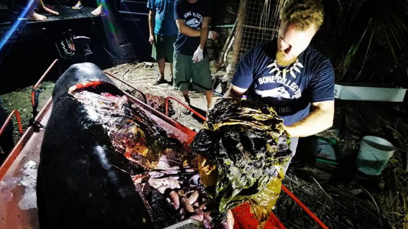 Фотография: Мусор-убийца: на побережье Филиппин нашли мертвого кита, погибшего от 40 кило съеденного пластика №13 - BigPicture.ru