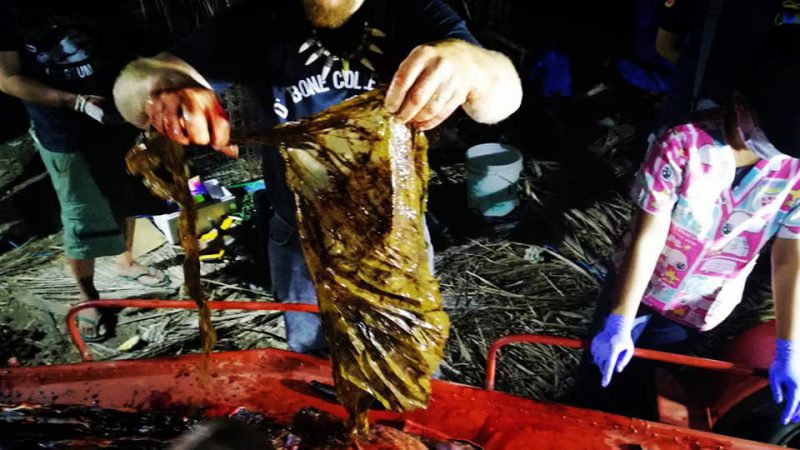 Фотография: Мусор-убийца: на побережье Филиппин нашли мертвого кита, погибшего от 40 кило съеденного пластика №14 - BigPicture.ru