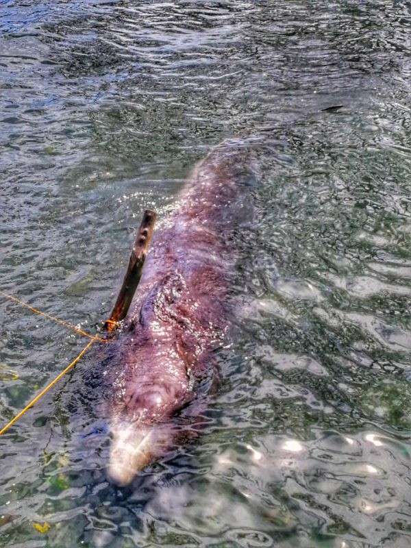 Фотография: Мусор-убийца: на побережье Филиппин нашли мертвого кита, погибшего от 40 кило съеденного пластика №3 - BigPicture.ru