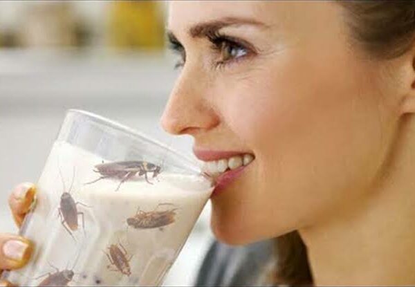 Тараканье молоко — эликсир здоровья