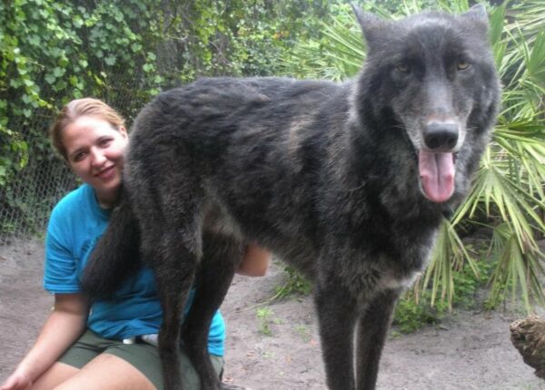 7 лет назад волка Юки спасли от усыпления, и посмотрите, каким он теперь стал