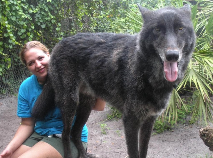 Фотография: 7 лет назад волка Юки спасли от усыпления, и посмотрите, каким он теперь стал №1 - BigPicture.ru