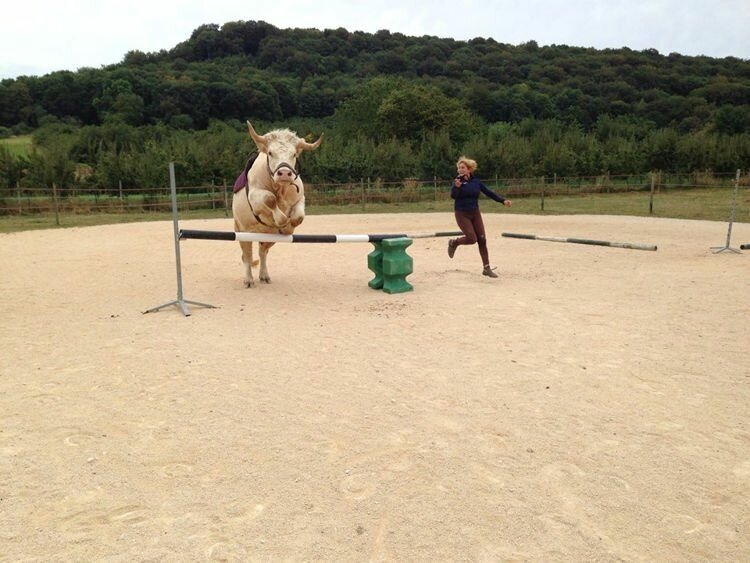 Фотография: Дрессировщица из Франции воспитала скакового быка №3 - BigPicture.ru