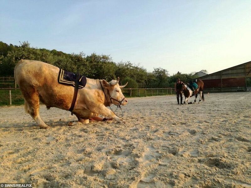 Фотография: Дрессировщица из Франции воспитала скакового быка №2 - BigPicture.ru
