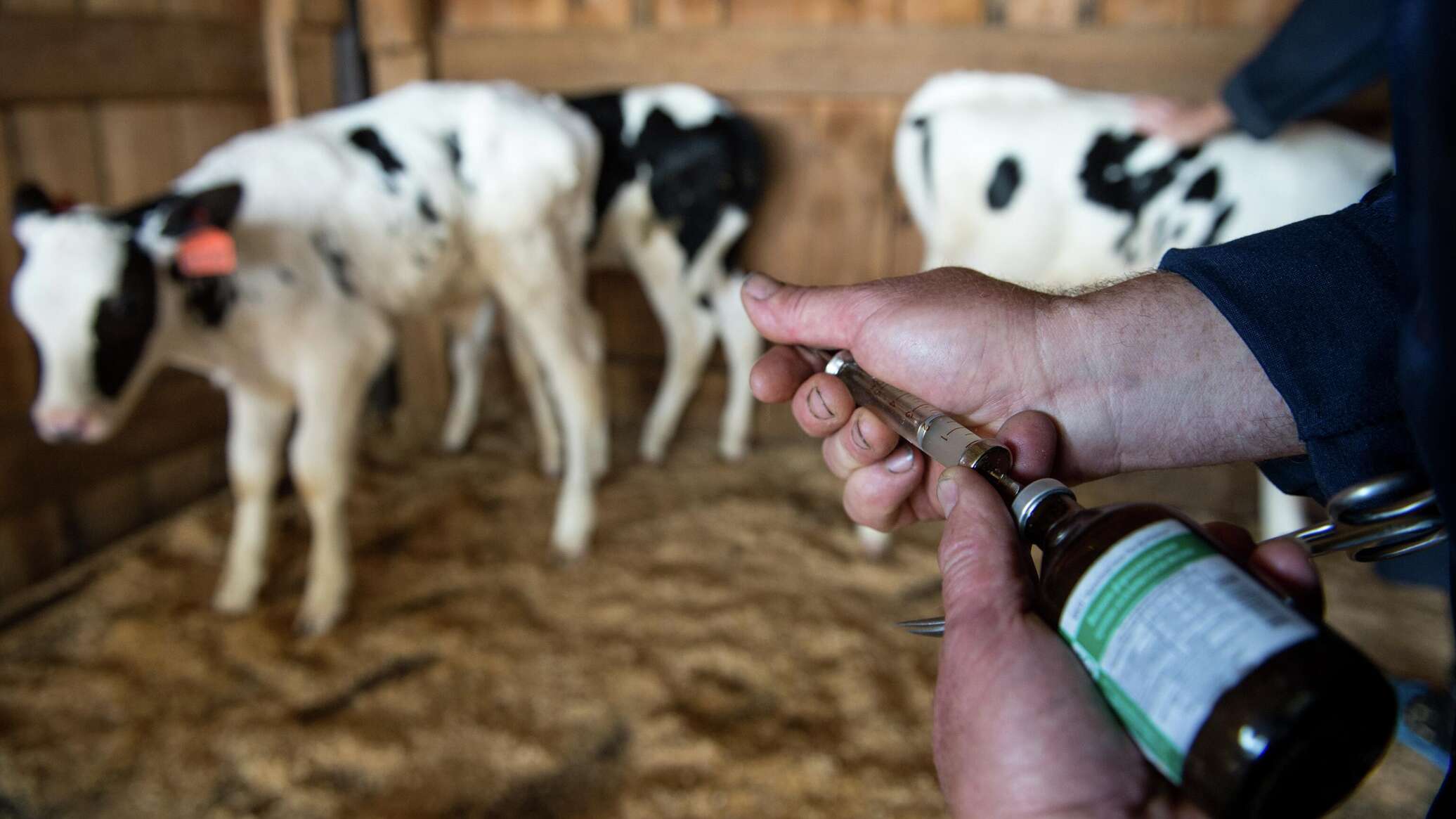 Ветеринары проводят массовую вакцинацию крупного рогатого скота в Африке, делая уколы животным в загоне