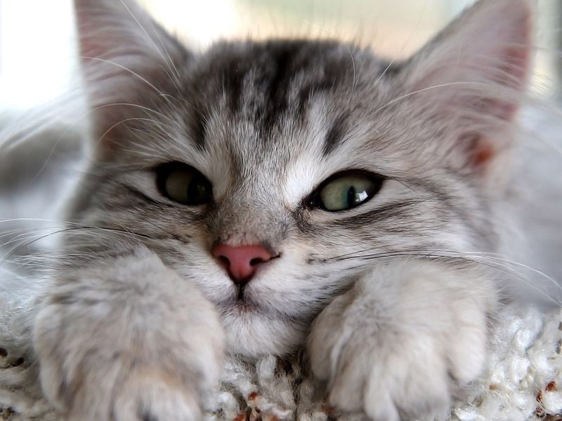 Фотография: 5 историй о любопытных котиках, которых пришлось вызволять из беды №1 - BigPicture.ru