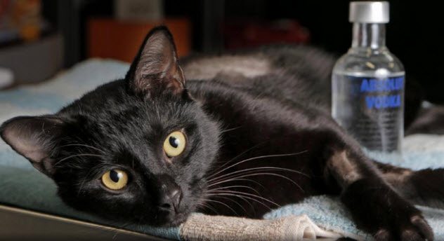 Фотография: 5 историй о любопытных котиках, которых пришлось вызволять из беды №4 - BigPicture.ru