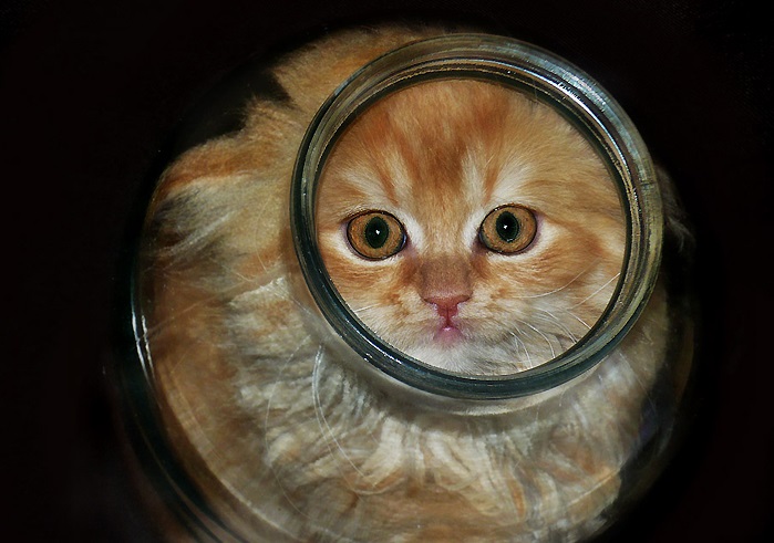 Фотография: 5 историй о любопытных котиках, которых пришлось вызволять из беды №6 - BigPicture.ru