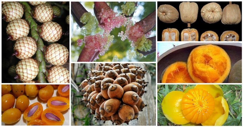 Фотография: 20 съедобных плодов, о которых вы даже не слышали №1 - BigPicture.ru