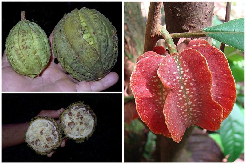 Фотография: 20 съедобных плодов, о которых вы даже не слышали №4 - BigPicture.ru