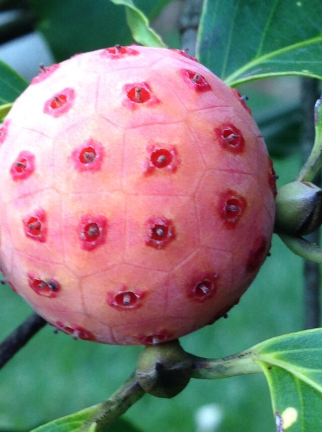Фотография: 20 съедобных плодов, о которых вы даже не слышали №20 - BigPicture.ru