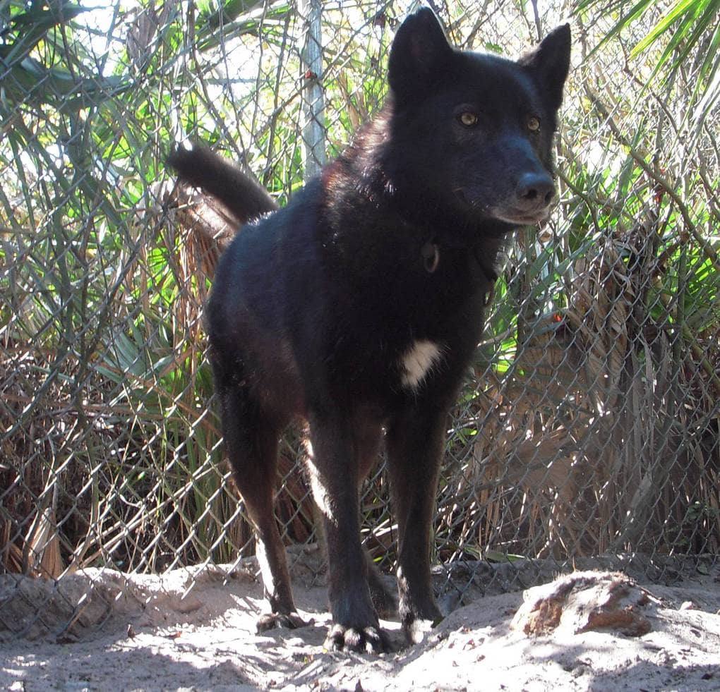 Фотография: 7 лет назад волка Юки спасли от усыпления, и посмотрите, каким он теперь стал №4 - BigPicture.ru