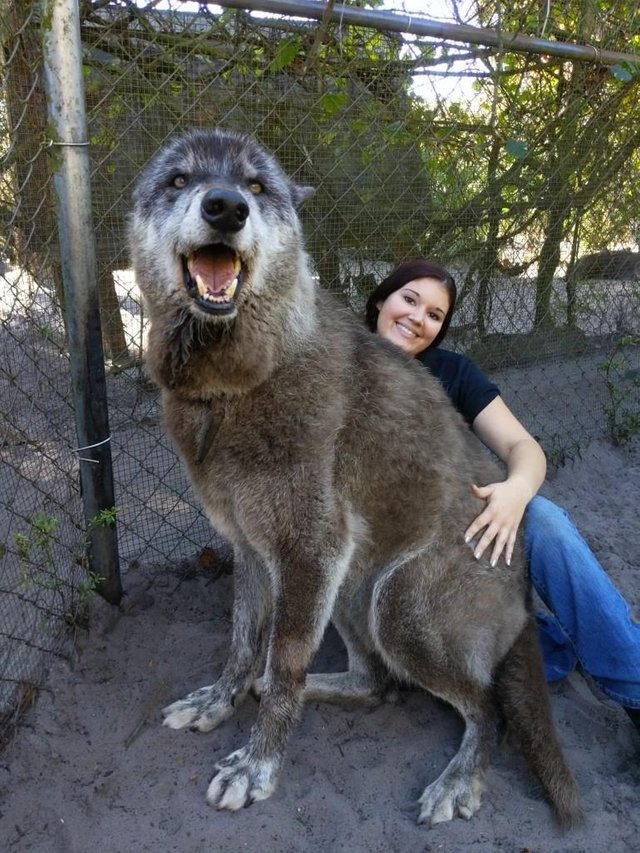 Фотография: 7 лет назад волка Юки спасли от усыпления, и посмотрите, каким он теперь стал №5 - BigPicture.ru