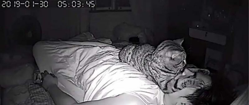 Фотография: Парень установил в своей комнате камеру, чтобы заснять, что ночью делает его кошка №1 - BigPicture.ru