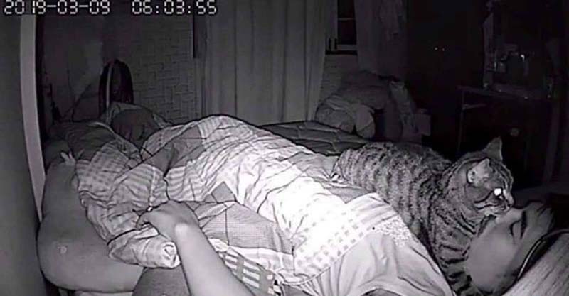 Фотография: Парень установил в своей комнате камеру, чтобы заснять, что ночью делает его кошка №4 - BigPicture.ru