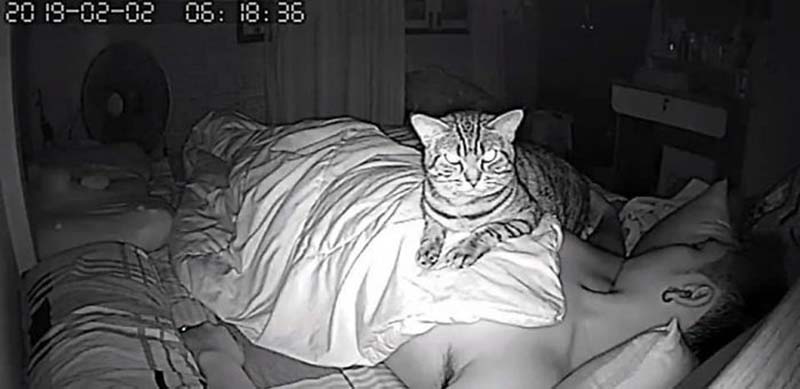 Фотография: Парень установил в своей комнате камеру, чтобы заснять, что ночью делает его кошка №8 - BigPicture.ru