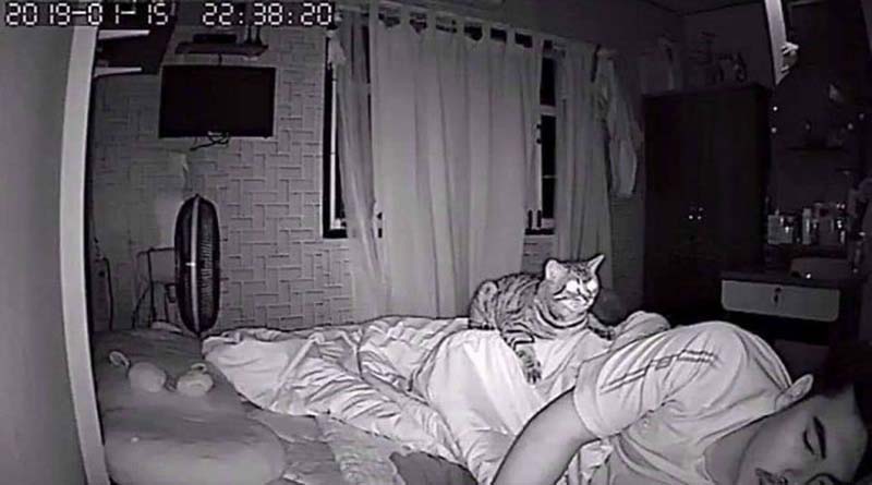 Фотография: Парень установил в своей комнате камеру, чтобы заснять, что ночью делает его кошка №9 - BigPicture.ru
