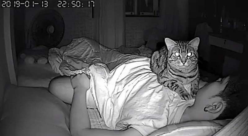 Фотография: Парень установил в своей комнате камеру, чтобы заснять, что ночью делает его кошка №10 - BigPicture.ru