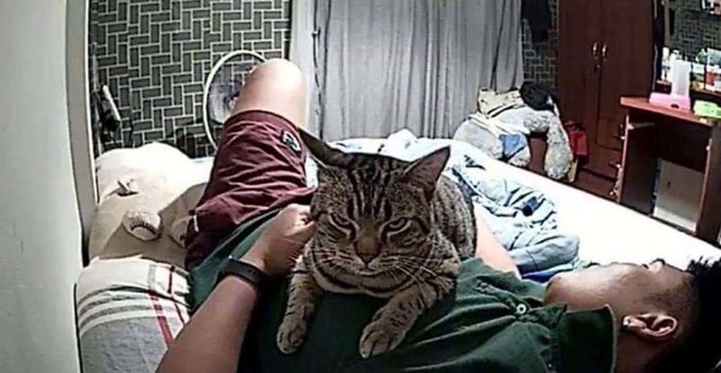 Фотография: Парень установил в своей комнате камеру, чтобы заснять, что ночью делает его кошка №11 - BigPicture.ru