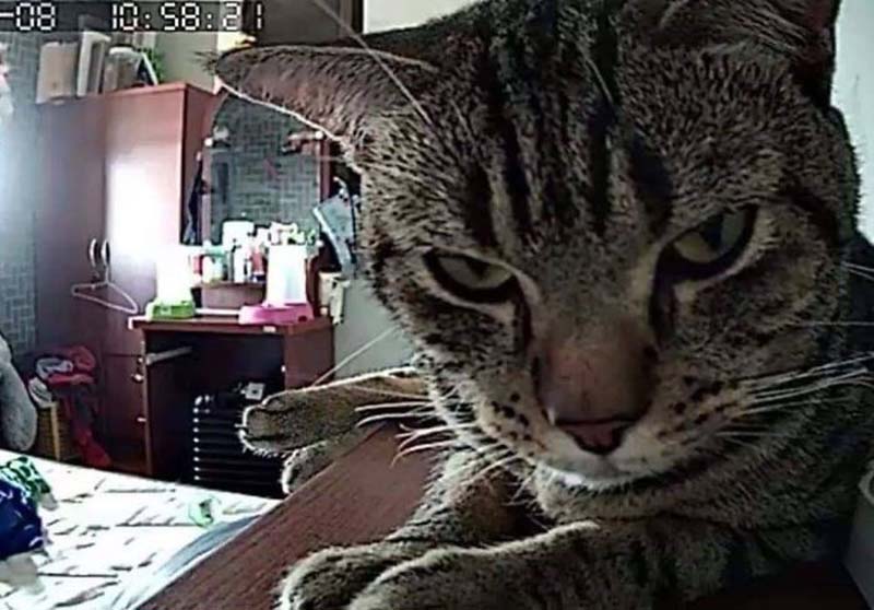 Фотография: Парень установил в своей комнате камеру, чтобы заснять, что ночью делает его кошка №12 - BigPicture.ru
