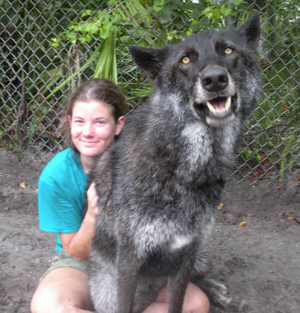 Фотография: 7 лет назад волка Юки спасли от усыпления, и посмотрите, каким он теперь стал №2 - BigPicture.ru