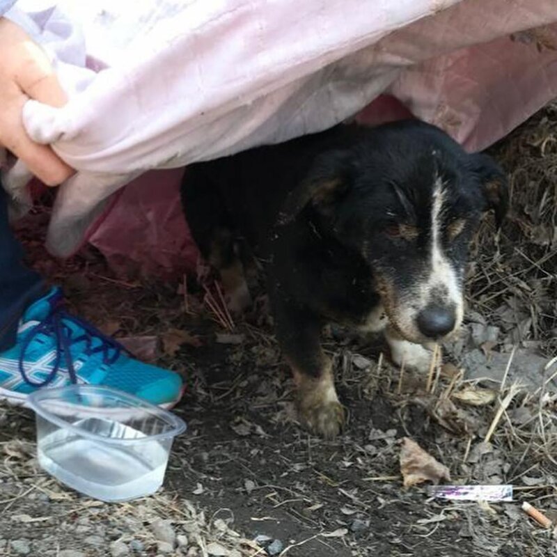 Фотография: В Приморье похороненный пес выбрался из могилы и пошел к хозяевам №3 - BigPicture.ru